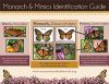 Thumbnail image of the Monarch identification guide 