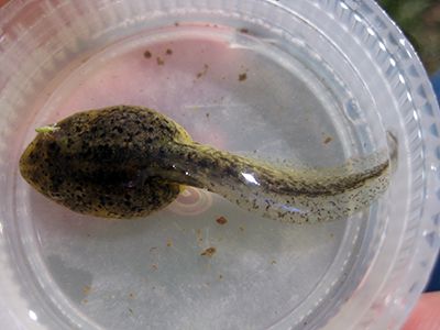 Northern Leopard tadpole in a dish 