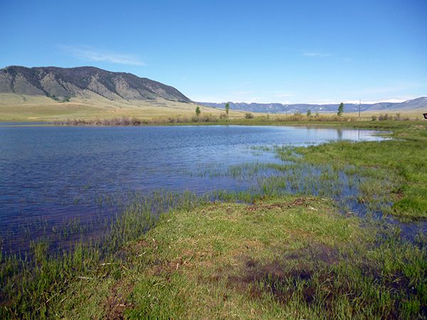 A picture of Boreal Chorus Frog habitat. 