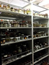 Photo of jars in storage