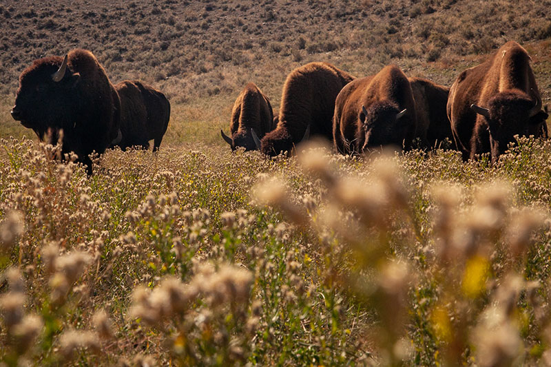A photograph of the the Eastern Shoshone's bison herd