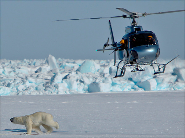 A photograph of a helicopter on a polar bear capture. 