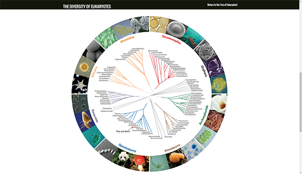 Graphic depicting the diversity of eukaryotes 