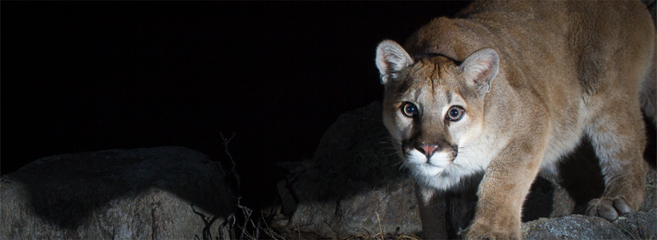 Image of a mountain lion from Wild Portraits: Exploring Wyoming’s Wildlife with Camera Traps and Studio Lights