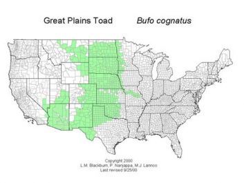 A map of the distribution of the Great Plains Toad.